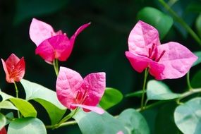 pink wild orchids on a sunny day