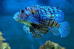 blue tropical fish in an aquarium close-up