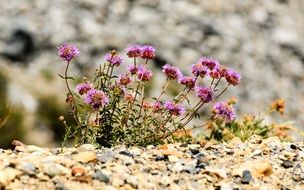 picturesque Natural Flowers