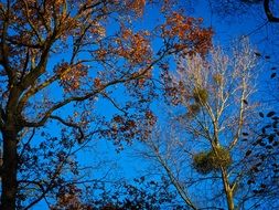 golden and red foliage on trees