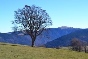 landscape of tree on the mountain field