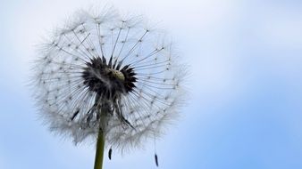 incredibly delicious Dandelion