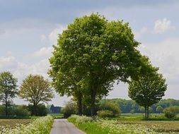 road amid scenic countryside in mÃ¼nsterland