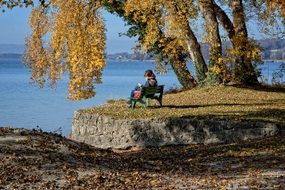 man resting on a bench under a gorgeous yellow tree