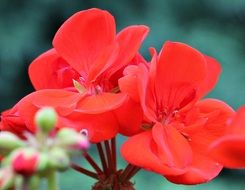 Geranium Red flower