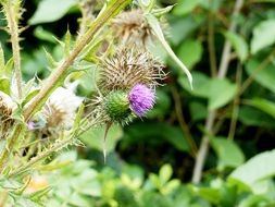 Prickly Thistle with purple Blossom