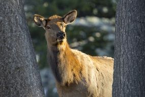 Female Elk in Forest, head close up