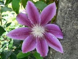 purple flower on the tree