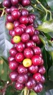 coffee bean plantation grow macro