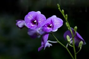 Purple orchids in nature