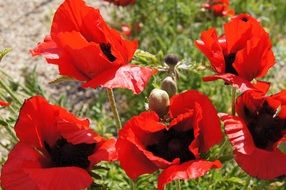 Field of Red Poppy Klatschmohn