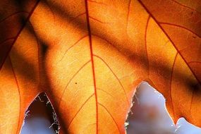 closeup scene of Autumn Leaf with ray of sun