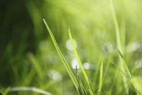 golden meadow on blurry background