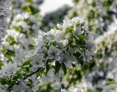 lush spring bloom