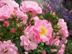 lush bush with pink roses close-up