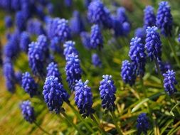 blooming muscari flowers