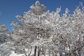 winter to jeju island