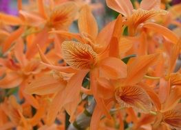 exotic orange orchids