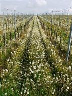 rows of vineyards in blooming grass