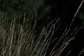 close up picture of the Grass ears at dark background