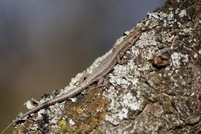 stone lizard in serbia