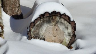 incredibly handsome Snowy Trunk