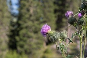 thistle flower blossom