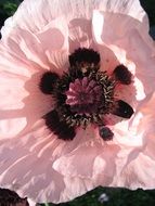 Salmon Poppy Pink Flower