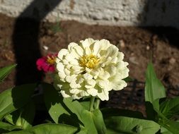 White Zinnia Daliowa plant