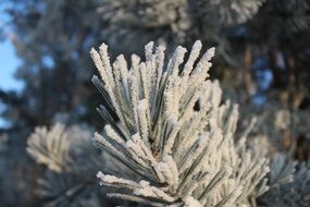 tree branch in hoarfrost close up