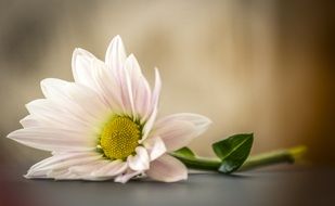 white daisy on a blurred background close-up