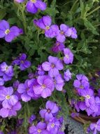 purple daisies closeup
