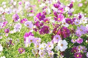 multicolored cosmos flowers in the garden on a sunny day