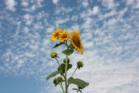 many sunflowers on a high stalk against the sky