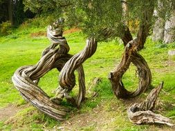 twisted trunks of japanese trees