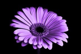 adorable Chrysanthemum Purple Flower closeup