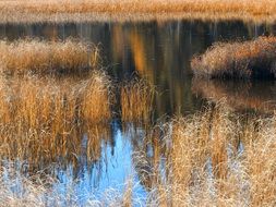 autumn thickets in the pond