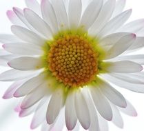 summer daisy on a white background