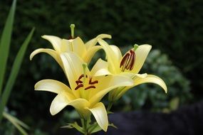 pale yellow lily in the garden close-up on blurred background