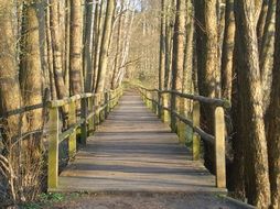 Wooden Bridge in the shade of trees