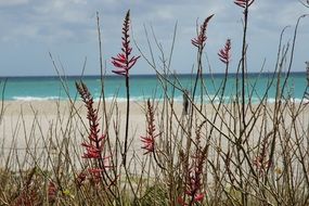 beach plants in Florida, US