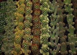Beautiful straight rows oft he colorful varieties of cacti