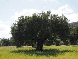 spreading olive tree