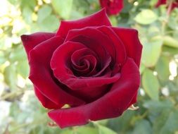 velvet red rose in the garden