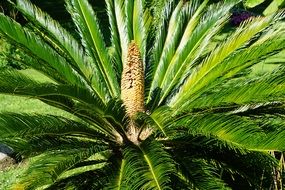 wide green palm closeup