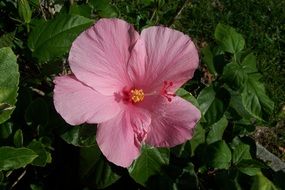 pleasing Flower Hibiscus