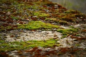 close up photo of moss and lichen on a large stone