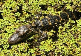 Alligator Baby
