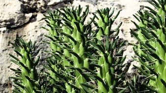 cacti is a traditional plant in cyprus