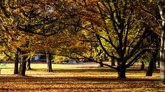 Autumn Autumn Mood Autumn Forest